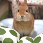 How cute rabbit /rabbit daily routine functions|yesodha creations