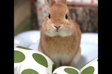 How cute rabbit /rabbit daily routine functions|yesodha creations