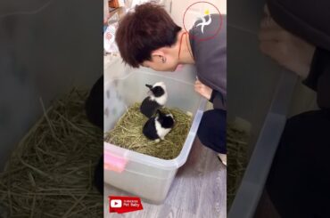 귀여운 토끼 | Thỏ con cute | cute rabbit