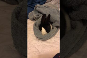 If this cute bunny gets doesn’t 3 likes, he’s going in the fryer , I’m just saying