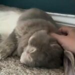 Fluffy cute bunny (rabbit)😍😍😍