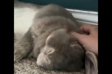 Fluffy cute bunny (rabbit)😍😍😍