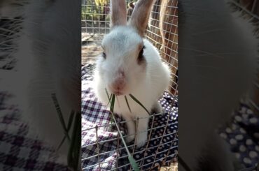 Cute bunny eating grass😀