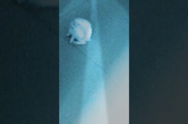 Cute rabbit in dance party