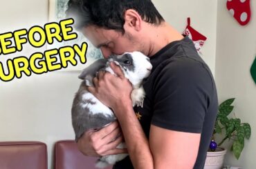 My bunny needs surgery - should I do it?