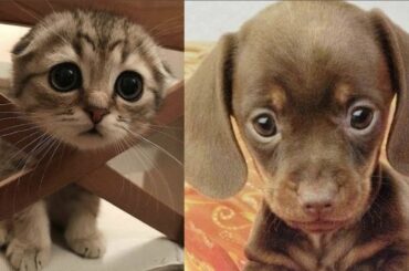 Cute baby animals Videos Compilation cute moment of the animals   Cute Animal Babies #8