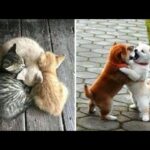 Cute baby animals Videos Compilation cute moment of the animals   Soo Cute! #40