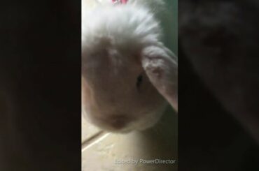 ~MY CUTE LITTLE BUNNY~ // watch my bunny Daisy be adorable as always\
