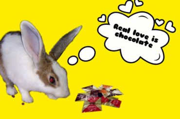 Rabbit is craving chocolate | Cute pet | PukuThe LapiN