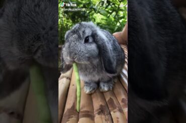 Tiktok|cute rabbit|super funny video