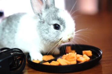 Rabbit eating Carrot ASMR Mukbang!