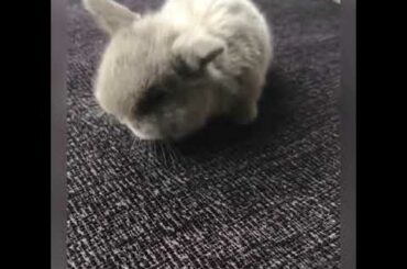5 weeks old lilac mini lop baby rabbit  HIPHOPBRABBITS RABBITRY