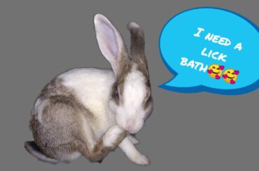 Rabbit licking its body |Rabbit licks too much | Cute pet | PukuThe LapiN