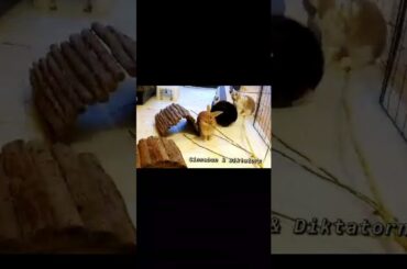 Cute rabbits at the pet hotel!