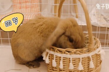 Super Cute Holland Lop In Beijing's First Rabbit Cafe