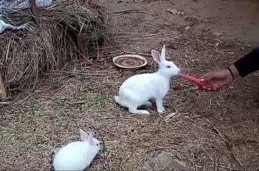 Rabbits eating carrots  cute bunny loves carrots