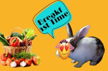 Its time for breakfast | Rabbit | Cute pet | PukuThe LapiN