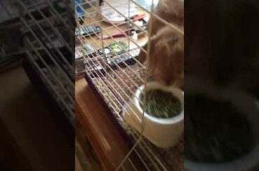 Fat bunny denying food