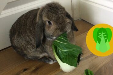 Little rabbit munching pak choi ASMR