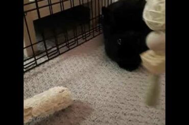 Mufasa & Velvateen rabbits playing
