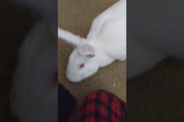 Dog plays with bunny