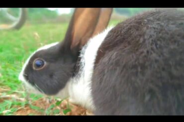 Blog With Cute Rabbit 🐇| 2nd Vlog Of My New Channel 2020 | By SK Vlogs
