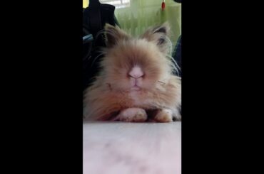 Cute bunny moves his nose (Szaglászó nyuszi)