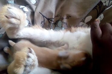 5th day of rabbit kutty growth 😍