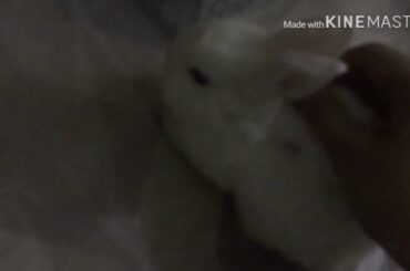 My cute rabbit XD ☹️❤️