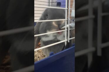 💎cute bunny drinking💎