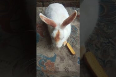 Cute rabbit