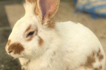 Rabbit 🐇 Feeding | N4 Nature