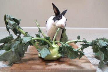 Rabbit eating kohlrabi ASMR