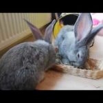 ❤️🤗 GIANT rabbits playing in tunnel and eating hay ❤️🤗