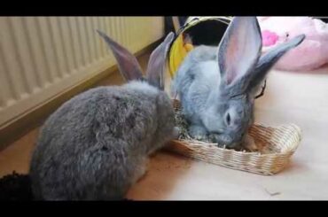 ❤️🤗 GIANT rabbits playing in tunnel and eating hay ❤️🤗