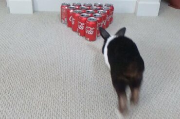 Rabbit Bowling