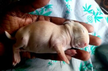 4th day of rabbit kutty growth 😍 (wishing you a happy new year to you and your families)