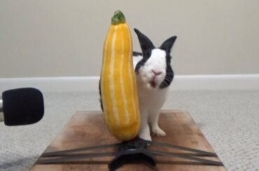 Rabbit eating zucchini ASMR!