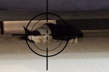 Waking a sleeping rabbit with an air gun