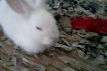 Snow white rabbit|Cute rabbit