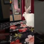 Rabbit Playing