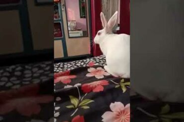 Rabbit Playing
