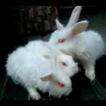 Lion Head Angora Rabbits White