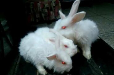 Lion Head Angora Rabbits White