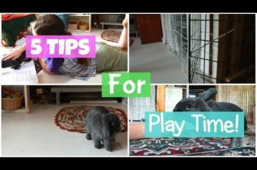 5 Tips for Rabbit Playtime! - HOW TO INTERACT/BOND WITH YOUR BUNNY