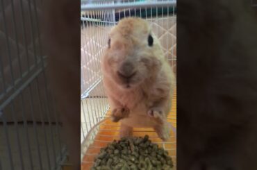 A cute rabbit eating