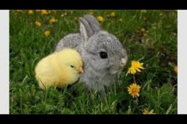 cutest bunny in the world.