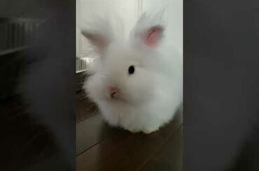 The cutest rabbit ever and my rabbit