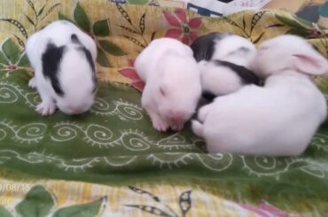 My Cute Baby Bunny 🐰🐰