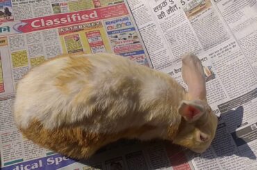 खरगोश की मस्ती!! Rabbit fun 🐇 big Bunny🐇🐇🐰